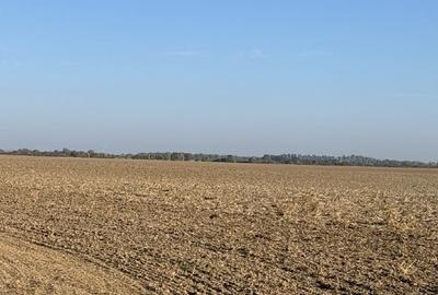Teren agricol extravilan de 2500 mp, în Ciolpani - 1