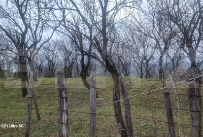 Teren Construcții intravilan de 3781 mp, în Schiulești