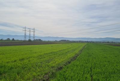 Teren agricol extravilan de 8500 mp, în Reci - 2
