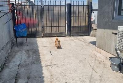 Casă cu 3 camere cu Teren 250 Mp în Central