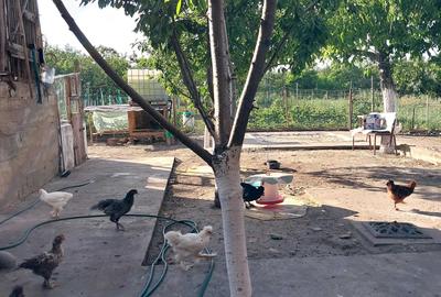 Casă cu 3 camere în Gurba