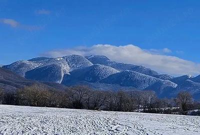 Teren de 5000 mp, în Pănicel - 1