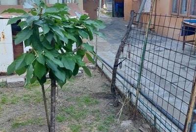Casă cu 3 camere cu Teren 390 Mp în Gării - 1