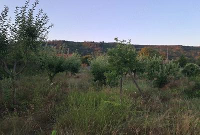 Teren de 1600 mp, în Șerbești