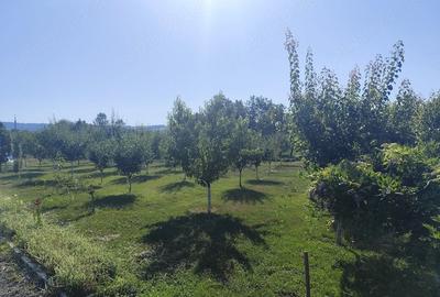 Casă cu Teren 2400 Mp în Vărădia de Mureș - 7