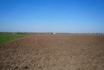 Teren de 10000 mp, în Zădăreni - 2