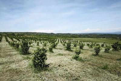 Teren de 29000 mp, în Cozla - 2