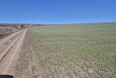 Teren intravilan de 6000 mp, în Șcheia