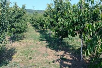 Teren intravilan de 5000 mp, în Cuvin - 3