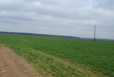 Teren agricol intravilan de 4500 mp, în Tâncăbești
