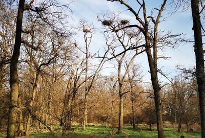 Teren extravilan de 200000 mp, în Oarja - 1