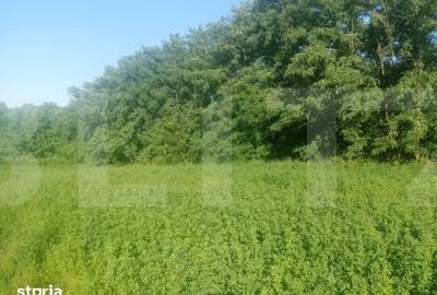 Teren de 3700 mp, în Brăești