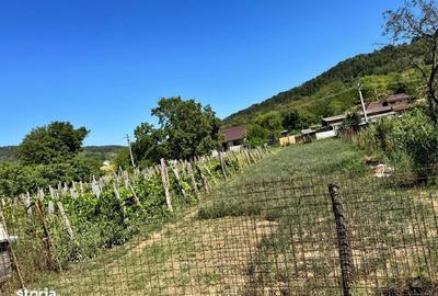 Teren de 1300 mp, în Tamași - 2