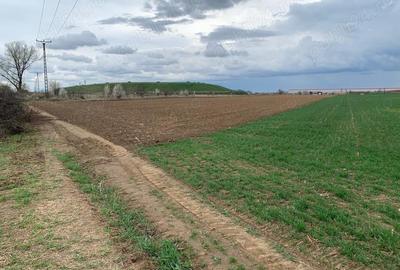 Teren de 15000 mp, în Șag - 1