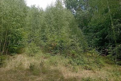 Teren de 3500 mp, în Valea Babei - 7