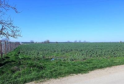 Teren agricol extravilan de 13000 mp, în Moara Vlăsiei - 4