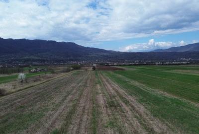 Teren de 6581 mp, în Jiblea Nouă - 4