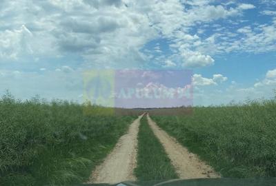 Teren agricol extravilan de 94000 mp, în Albota - 16