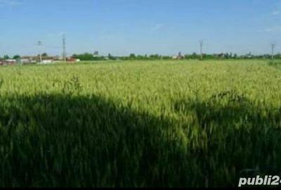Teren de 300 mp, în Dârza - 2