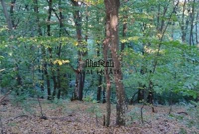 Teren de 19800 mp, în Baia de Criș - 6