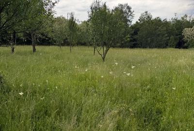 Teren de 4000 mp, în Ștubeiu - 6