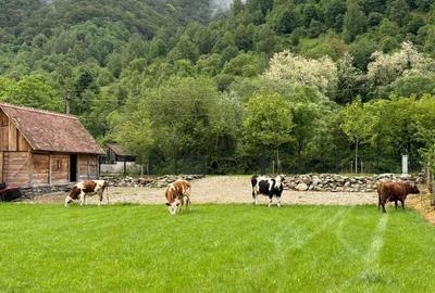 Casă în Măru