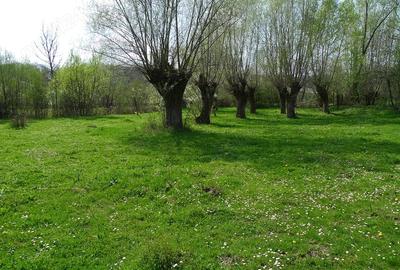 Teren de 3200 mp, în Provița de Sus - 1