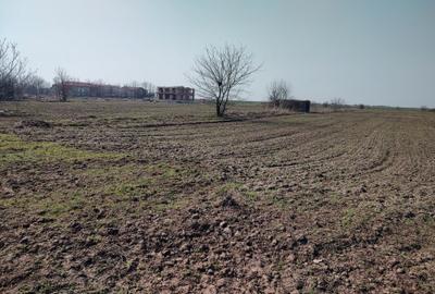 Teren de 5000 mp, în Frumușani - 4