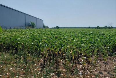 Teren de 2500 mp, în Găneasa