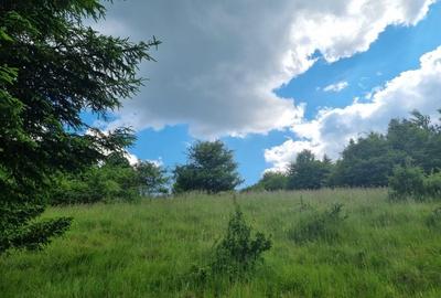 Teren de 9300 mp, în Pănicel - 7