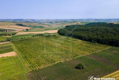 Teren intravilan de 78200 mp, în Frata - 1
