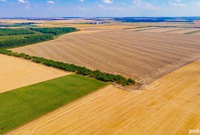 Teren de 46600 mp, în Tămădău Mare - 4
