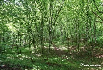 Teren extravilan de 5755 mp, în Stolna