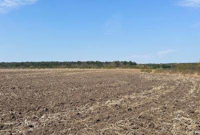 Teren de 10445 mp, în Cernica - 4