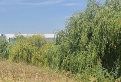 Teren Construcții intravilan de 16000 mp, în Tamași - 6