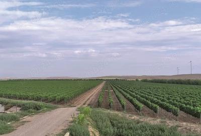 Teren de 29100 mp, în Măcrina