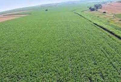 Teren agricol extravilan de 20000 mp, în Maglavit - 1