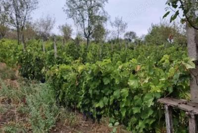 Casă cu 4 camere cu Teren 2700 Mp în Năeni - 3