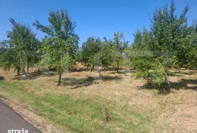 Teren de 2493 mp, în Cobia
