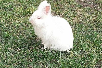Teren de 30000 mp, în Cojasca - 3