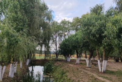 Casă cu 4 camere în Urvișu de Beliu