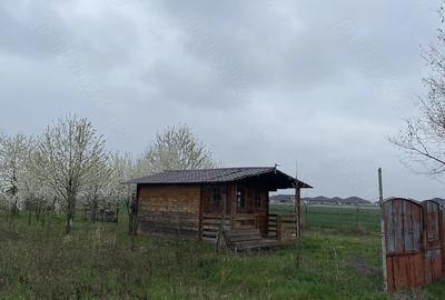 Teren de 5000 mp, în Lazuri - 5