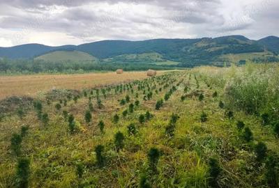 Teren de 1200 mp, în Colțești