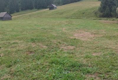 Teren de 24134 mp, în Ciocănești - 5