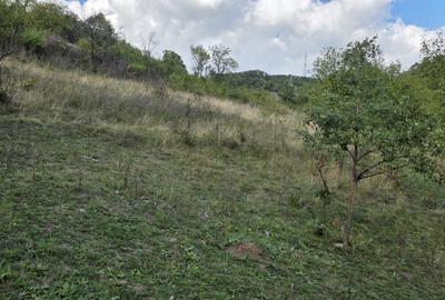 Teren de 9500 mp, în Cârjiți - 5