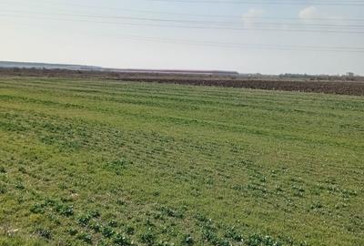 Teren de 20000 mp, în Ștefăneștii de Jos - 2