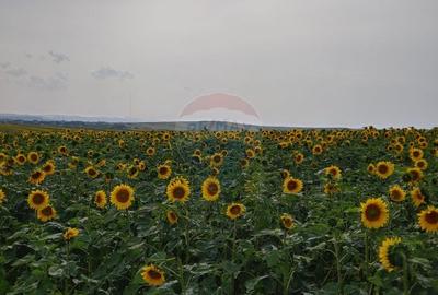 Teren agricol intravilan de 260000 mp, în Stroiești - 8