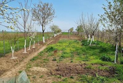Casă cu 2 camere cu Teren 1500 Mp în Copaciu - 3