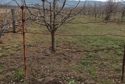 Teren de 2500 mp, în Dragodănești - 3