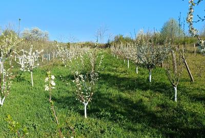Teren de 940 mp, în Dudașu - 5